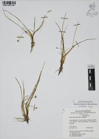 Triglochin scilloides image